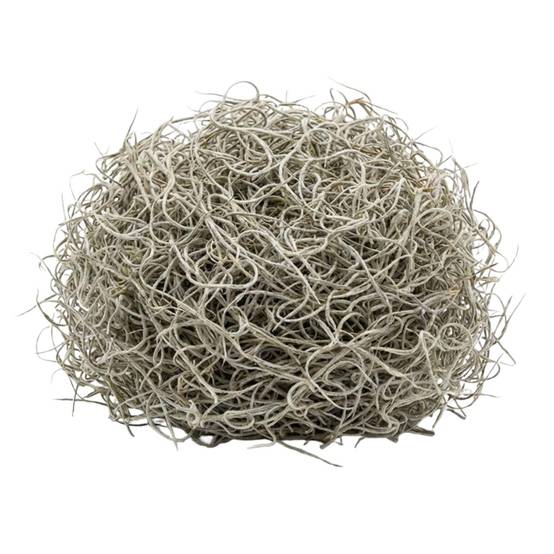 Mousse de tillandsia séchée - 1 L - Image 2
