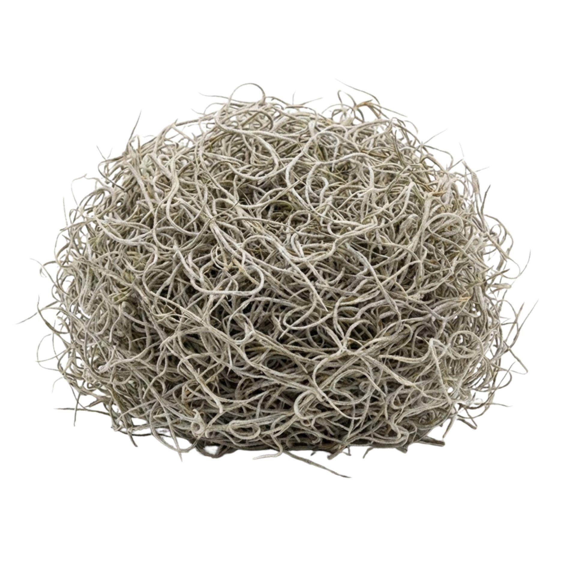 Mousse de tillandsia séchée - 1 L - Image 2