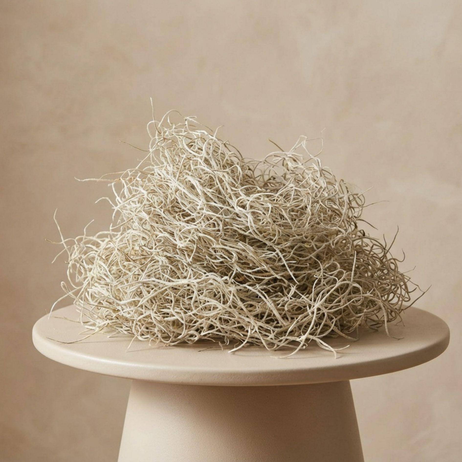 Mousse de tillandsia séchée - 1 L - Image 1