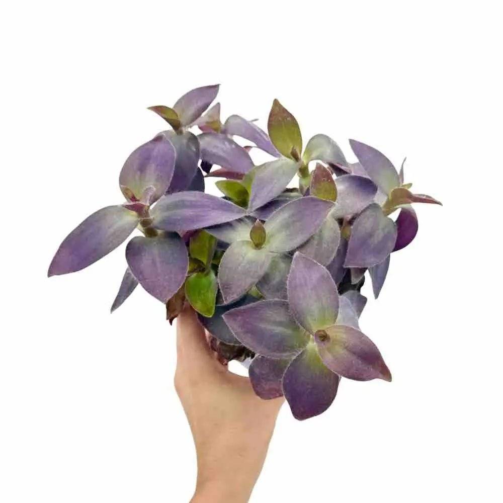 Tradescantia Pallida - Pot de 12cm - Plantes d'intérieur - Image 1