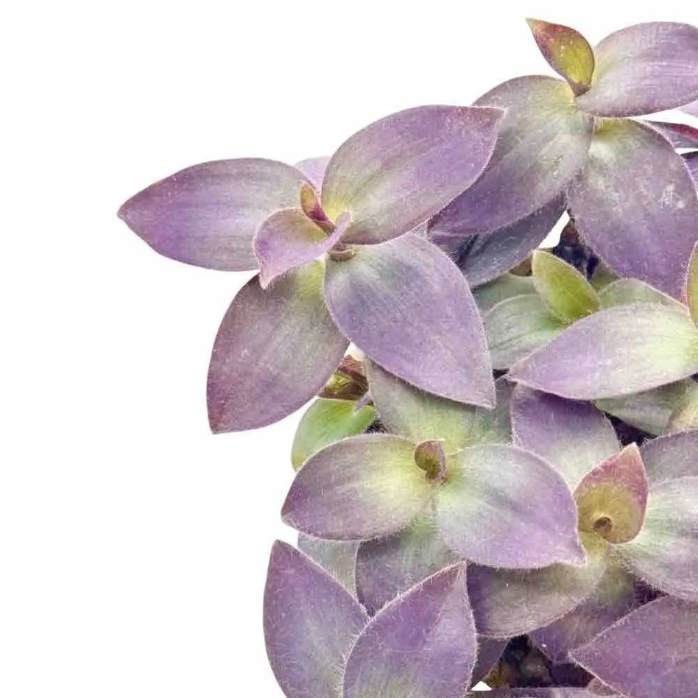 Tradescantia Pallida - Pot de 12cm - Plantes d'intérieur - Image 2