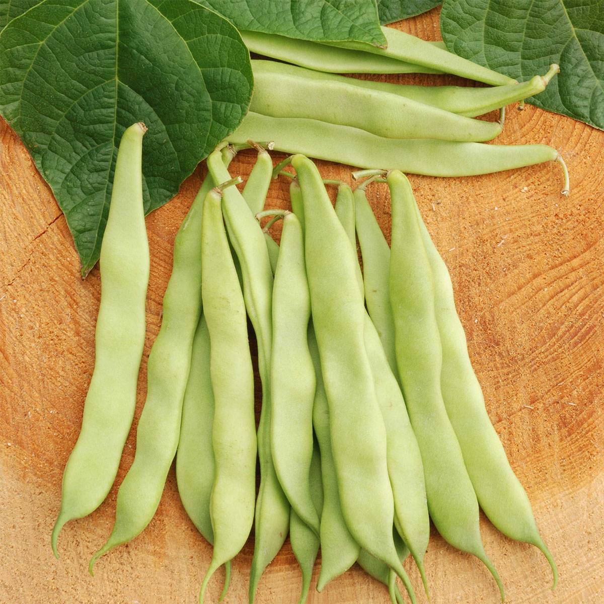Haricot à rames à écosser Maïs Variété Gros Blanc Bio - Ferme de Sainte Marthe le sachet de 150 graines environ (80g)