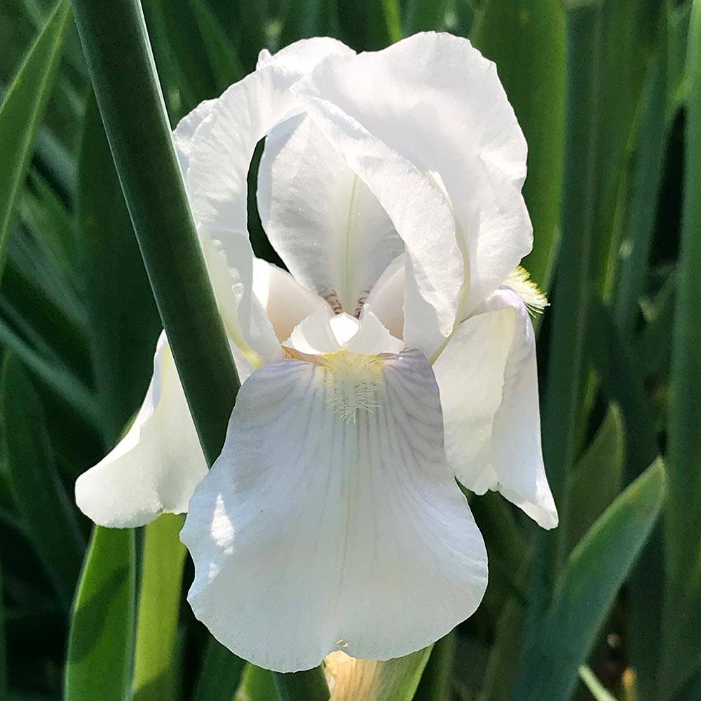 Promesse de Fleurs - Iris pumila Bright White - Iris des Jardins nain Godet de 8/9 cm