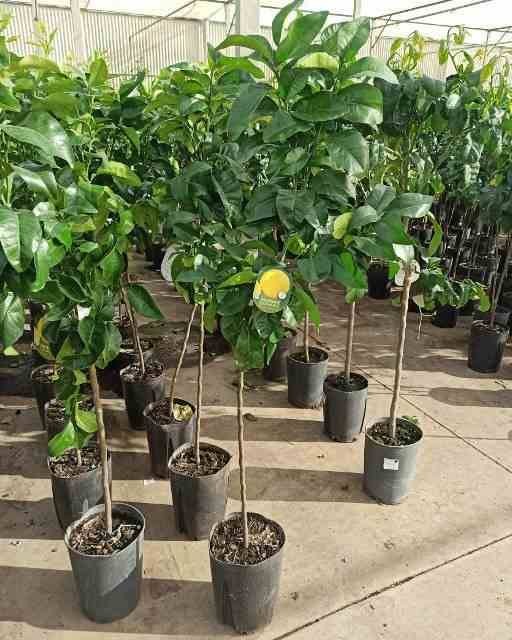 Sans Marque - Agrumes citrus x paradisii (pamplemoussier) Couleur floraison:Blanc - Taille:Pot de 7 litres ? 100/120 cm - Image 2
