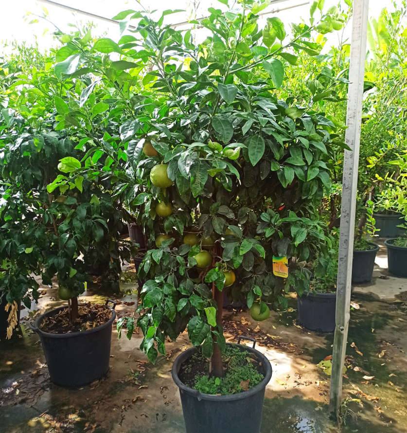 Sans Marque - Agrumes citrus x paradisii (pamplemoussier) Couleur floraison:Blanc - Taille:Pot de 7 litres ? 100/120 cm - Image 3