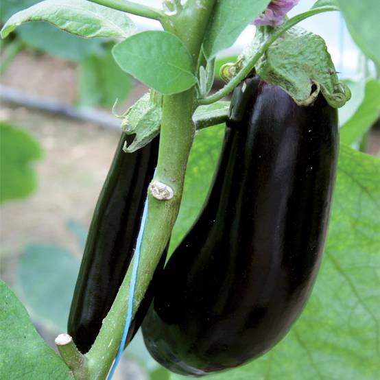 Plant de aubergine Baluroi f1 pot de 0,5 litre - Image 1