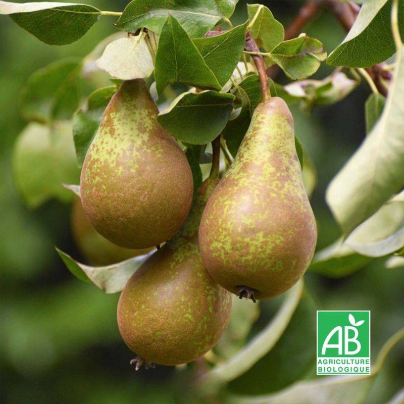 Poirier 'Conférence' BIO (Pyrus communis 'Conférence') - Scion de 100 à 150cm - Pépinières Naudet - Image 1