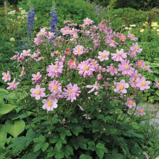 Anémone du Japon Prinz Heinrich à fleurs Rose/ - feuillage Caduc - Godet - 5/20 cm - Image 1