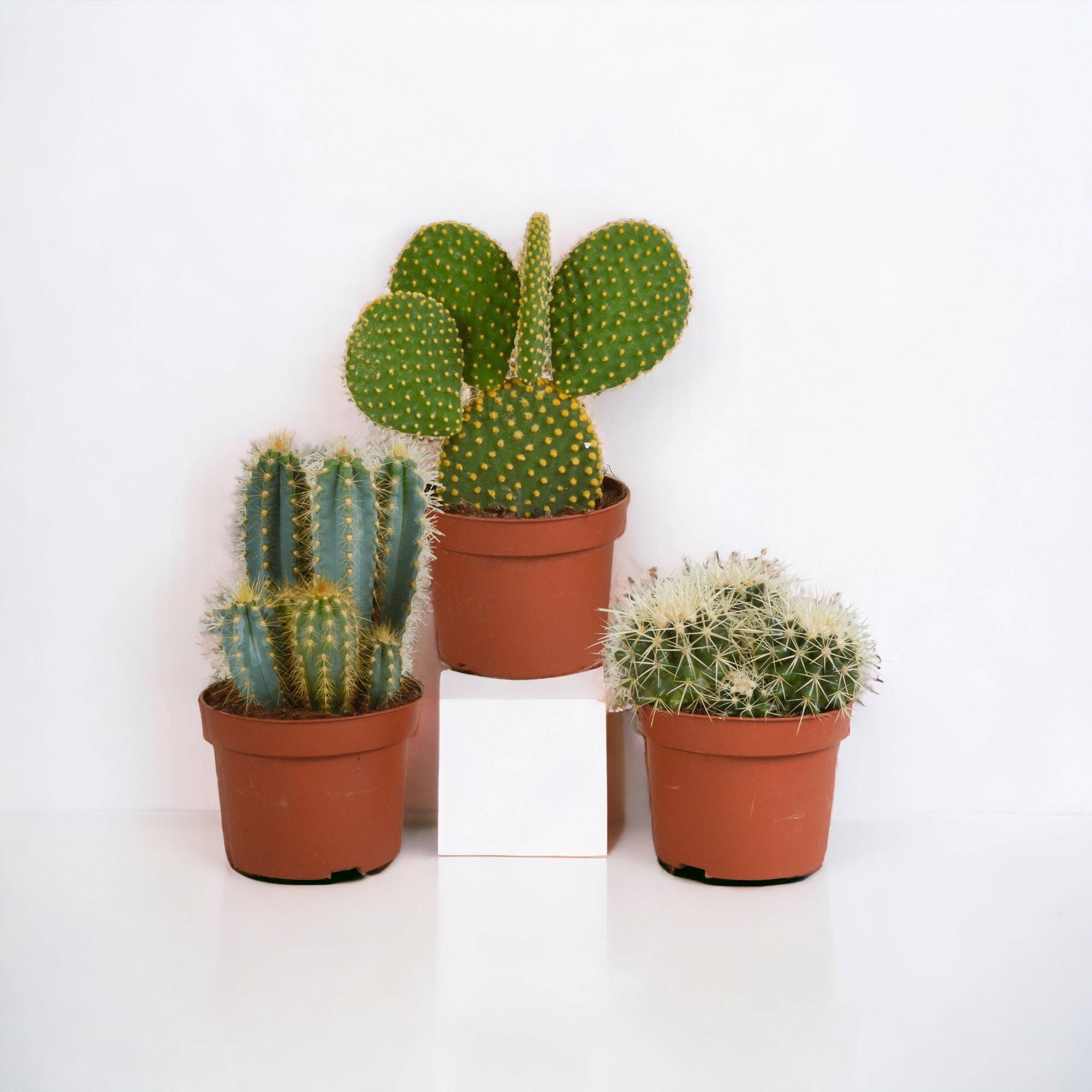 Cactus, box de 3 plantes h27cm- La Green Touch - Image 1