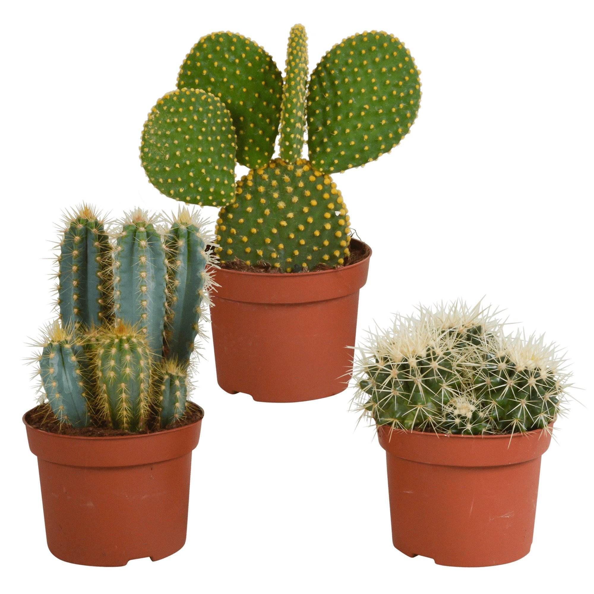 Cactus, box de 3 plantes h27cm- La Green Touch - Image 2