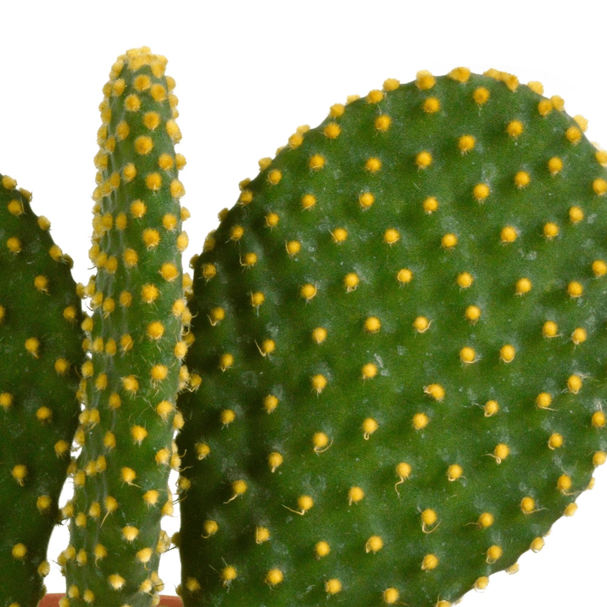 Cactus, box de 3 plantes h27cm- La Green Touch - Image 4