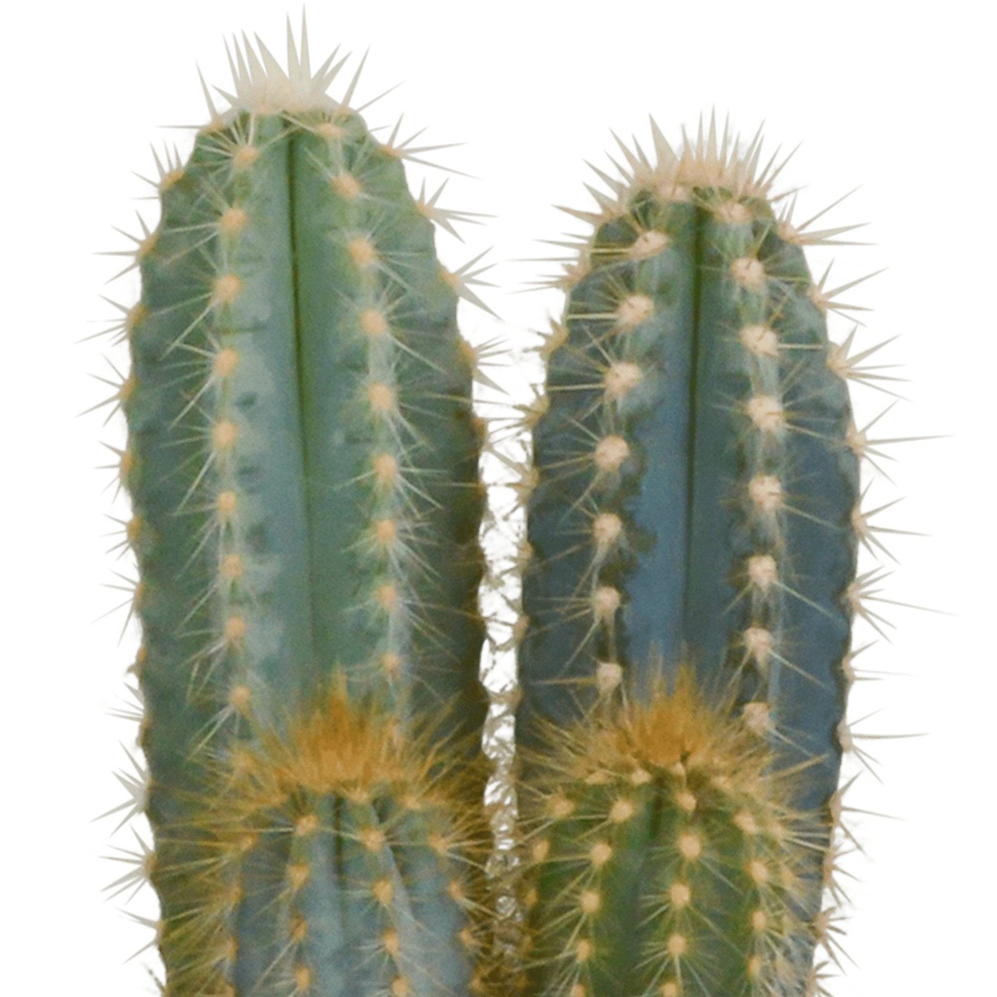 Cactus, box de 3 plantes h27cm- La Green Touch - Image 3