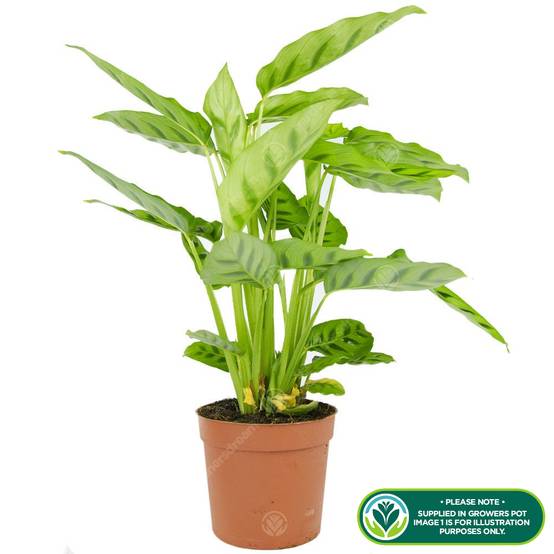 Gardenersdream - Calathea Leopardina - Plante D'Intérieur Vivante Et Panachée En Pot De 12 Cm - GardenersDream - Image 2