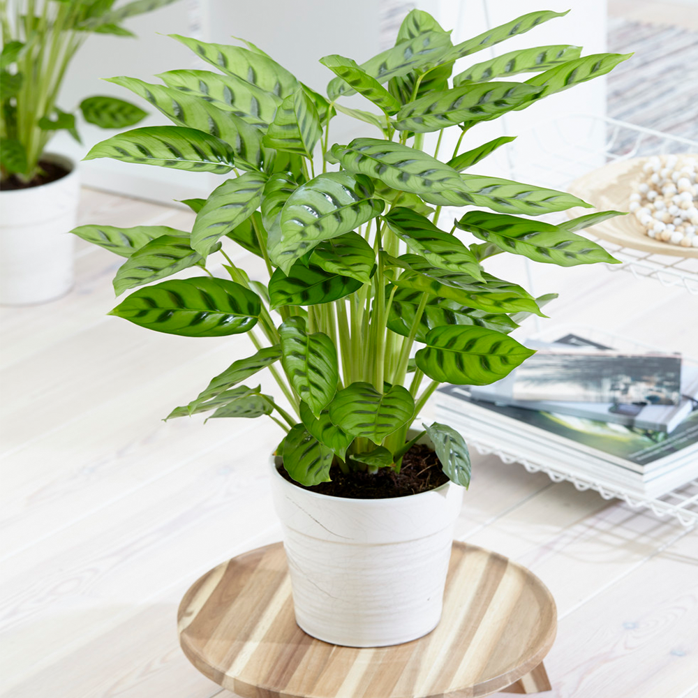 Gardenersdream - Calathea Leopardina - Plante D'Intérieur Vivante Et Panachée En Pot De 12 Cm - GardenersDream - Image 1