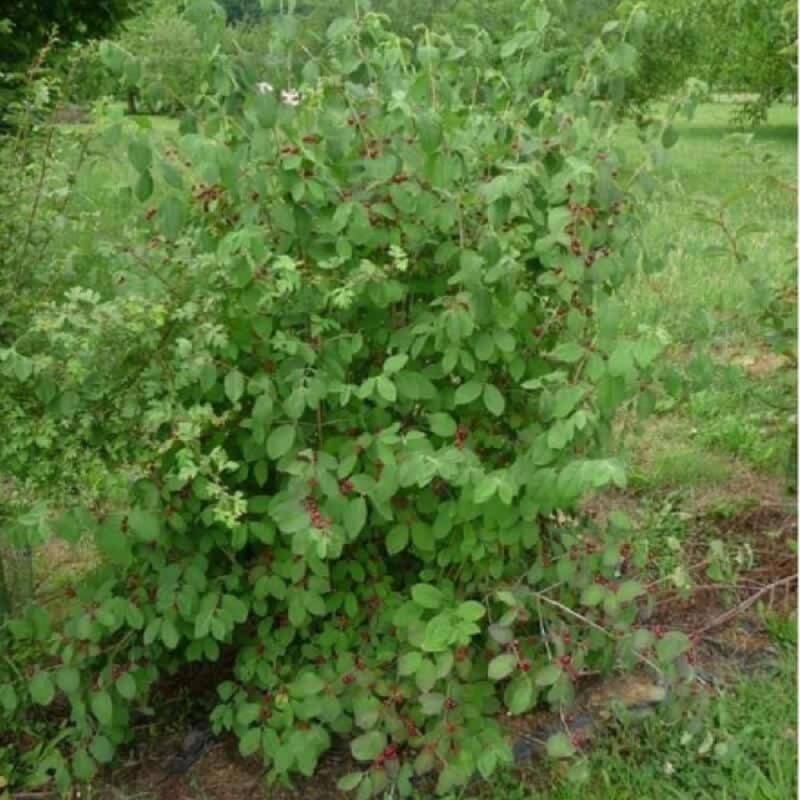 Chèvrefeuille des haies (Lonicera xylosteum) - Godet - Taille 30/50cm - Pépinières Naudet - Image 1