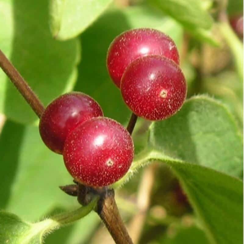 Chèvrefeuille des haies (Lonicera xylosteum) - Godet - Taille 30/50cm - Pépinières Naudet - Image 2