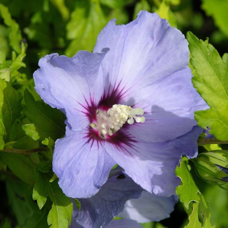 Hibiscus Oiseau Bleu, Althéa à fleurs Bleue - feuillage Caduc - Pot de 4L - 40/60 cm-  hauteur à maturité De 1,50 m à 2,00 m