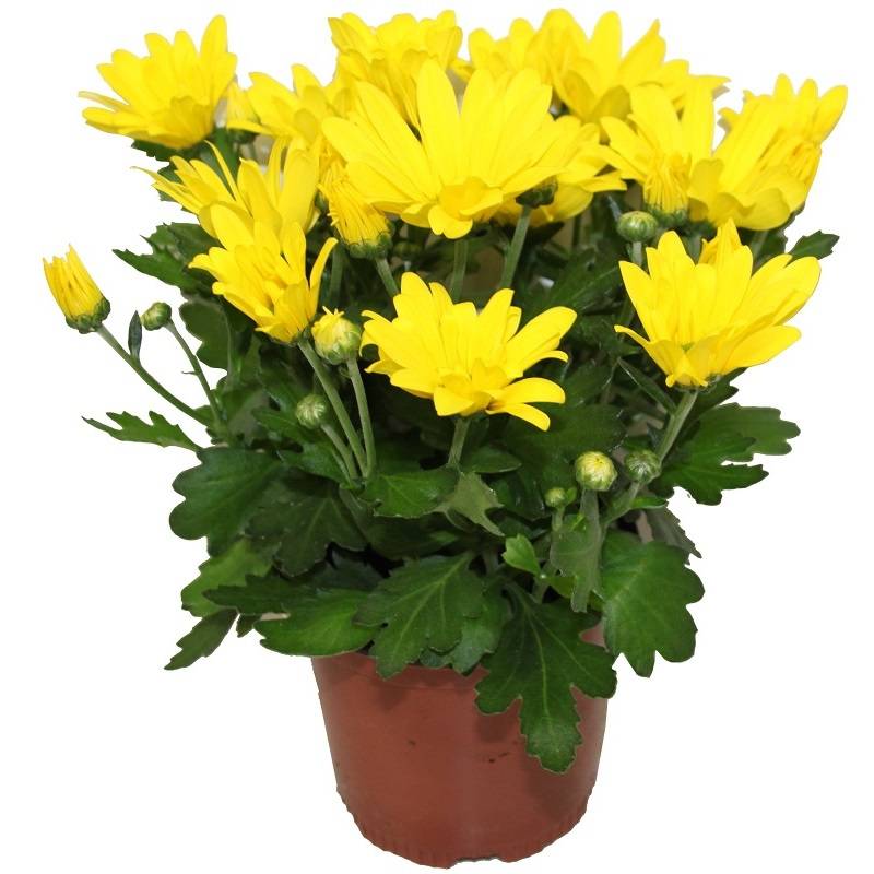 Chrysantheme multifleur jaune pot 11 cm