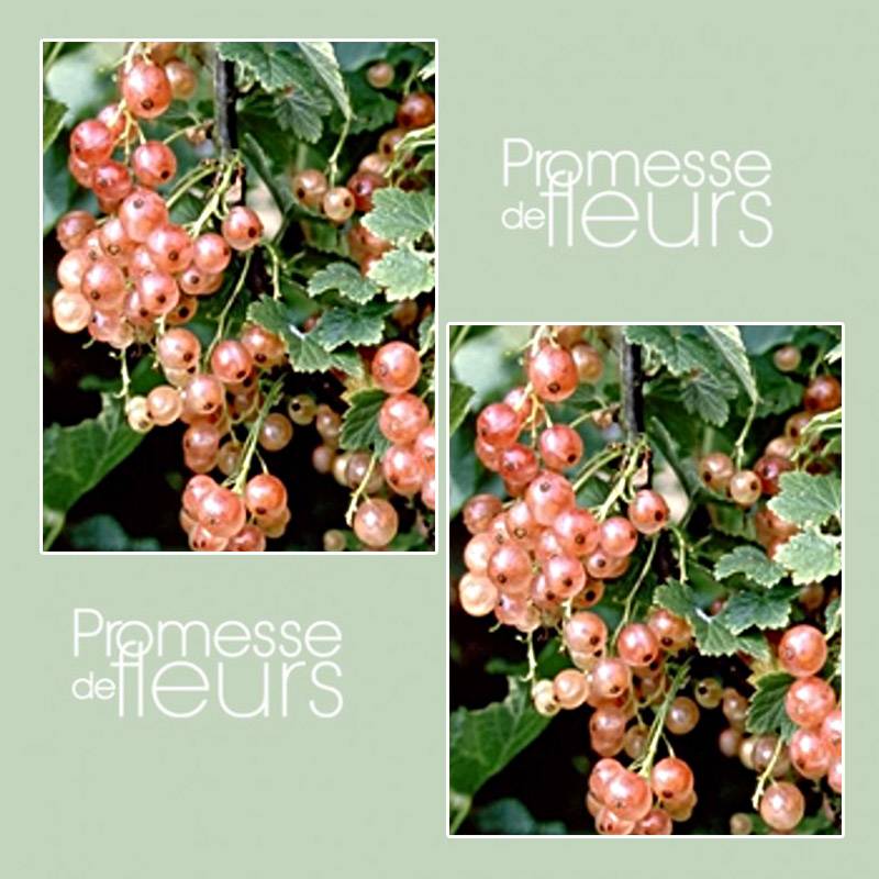 Groseillier à grappes Gloire des Sablons rose Pot de 1L/1,5L, Buisson