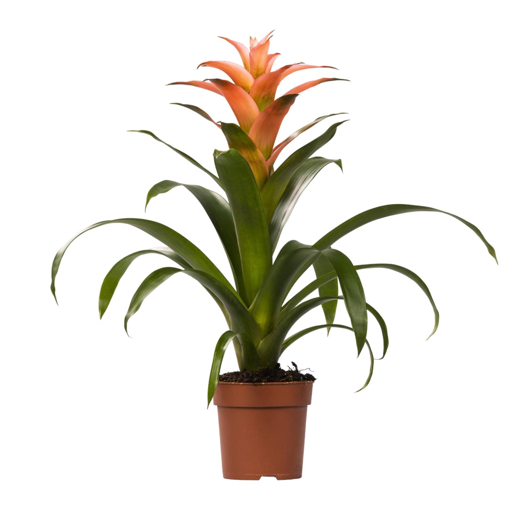 Bromelia Melissa 45cm - Plante d'intérieur- La Green Touch - Image 1