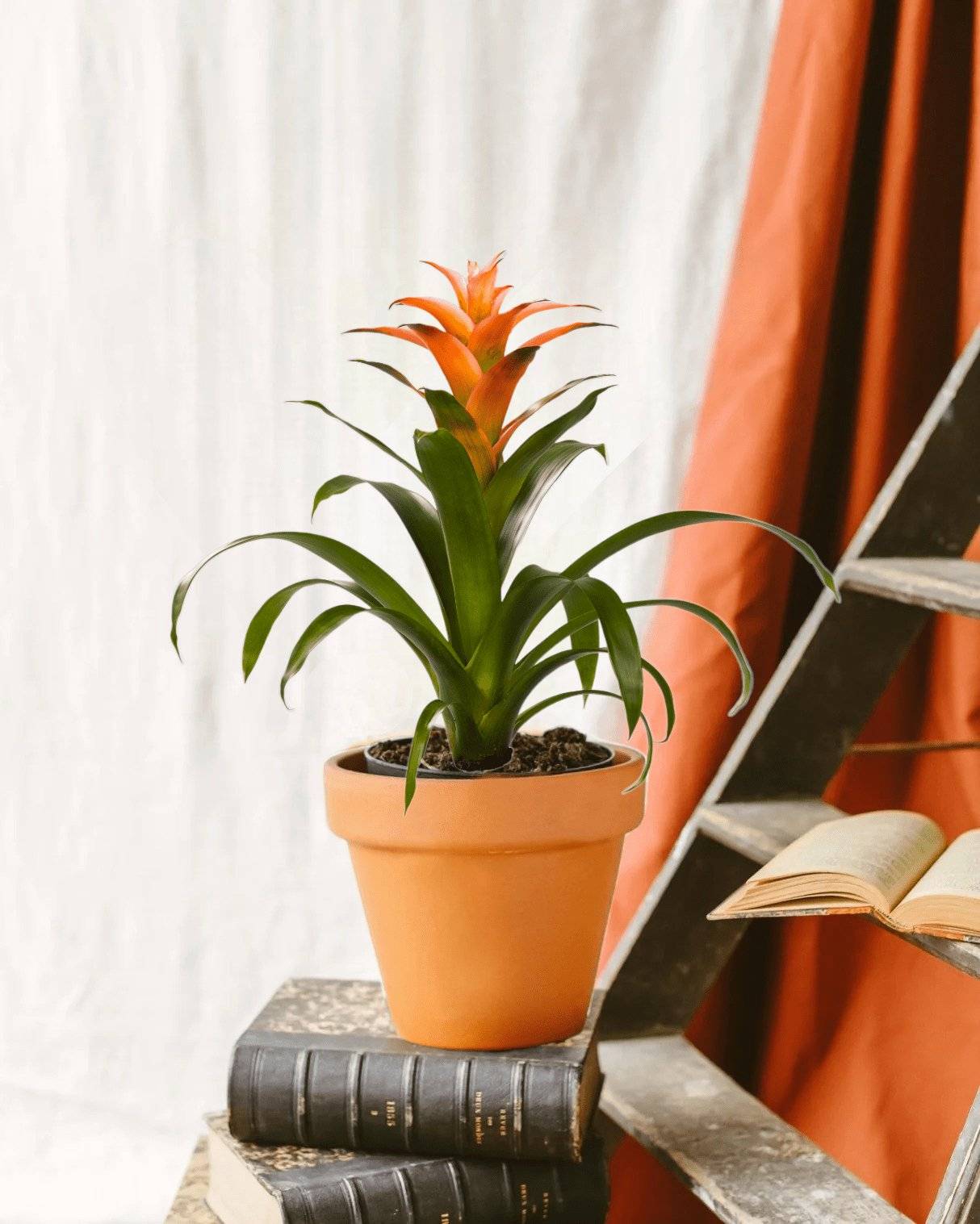 Bromelia Melissa 45cm - Plante d'intérieur- La Green Touch - Image 2