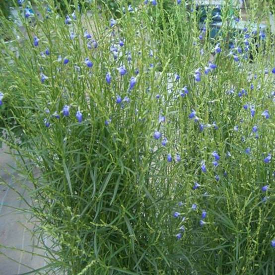 Salvia reptans West Texas form - Sauge cobalt Pot de 2L/3L