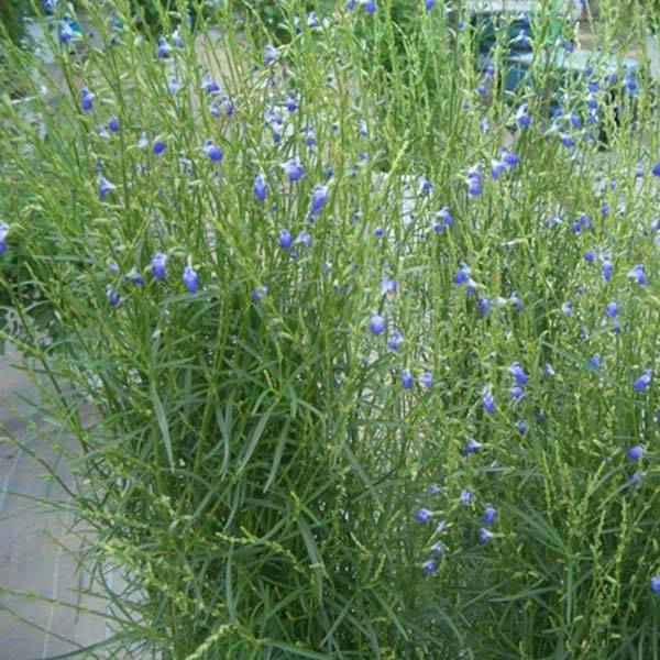 Salvia reptans West Texas form - Sauge cobalt  Pot de 2L/3L