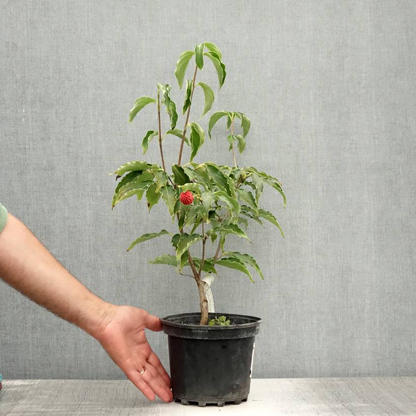 Promesse de Fleurs - Cornus kousa Big Apple - Cornouiller du Japon Pot de 3L/4L - Image 2