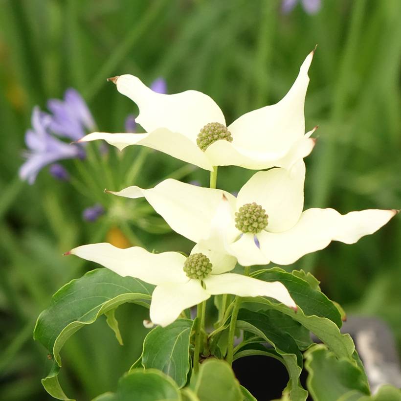 Promesse de Fleurs - Cornus kousa Big Apple - Cornouiller du Japon Pot de 3L/4L - Image 1