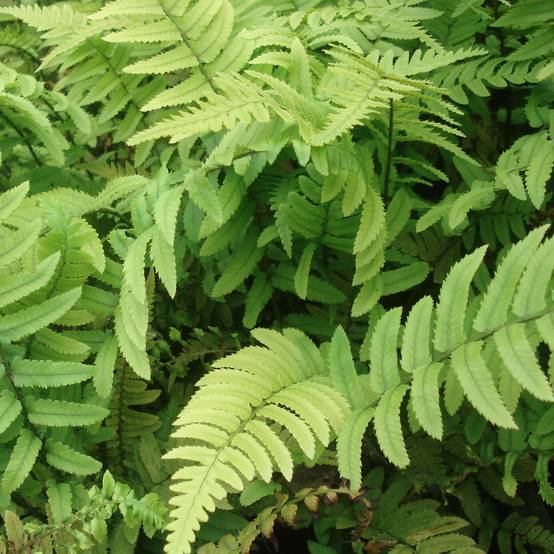 Dryopteris atrata ou cycadina - Fougère Godet de 8/9 cm