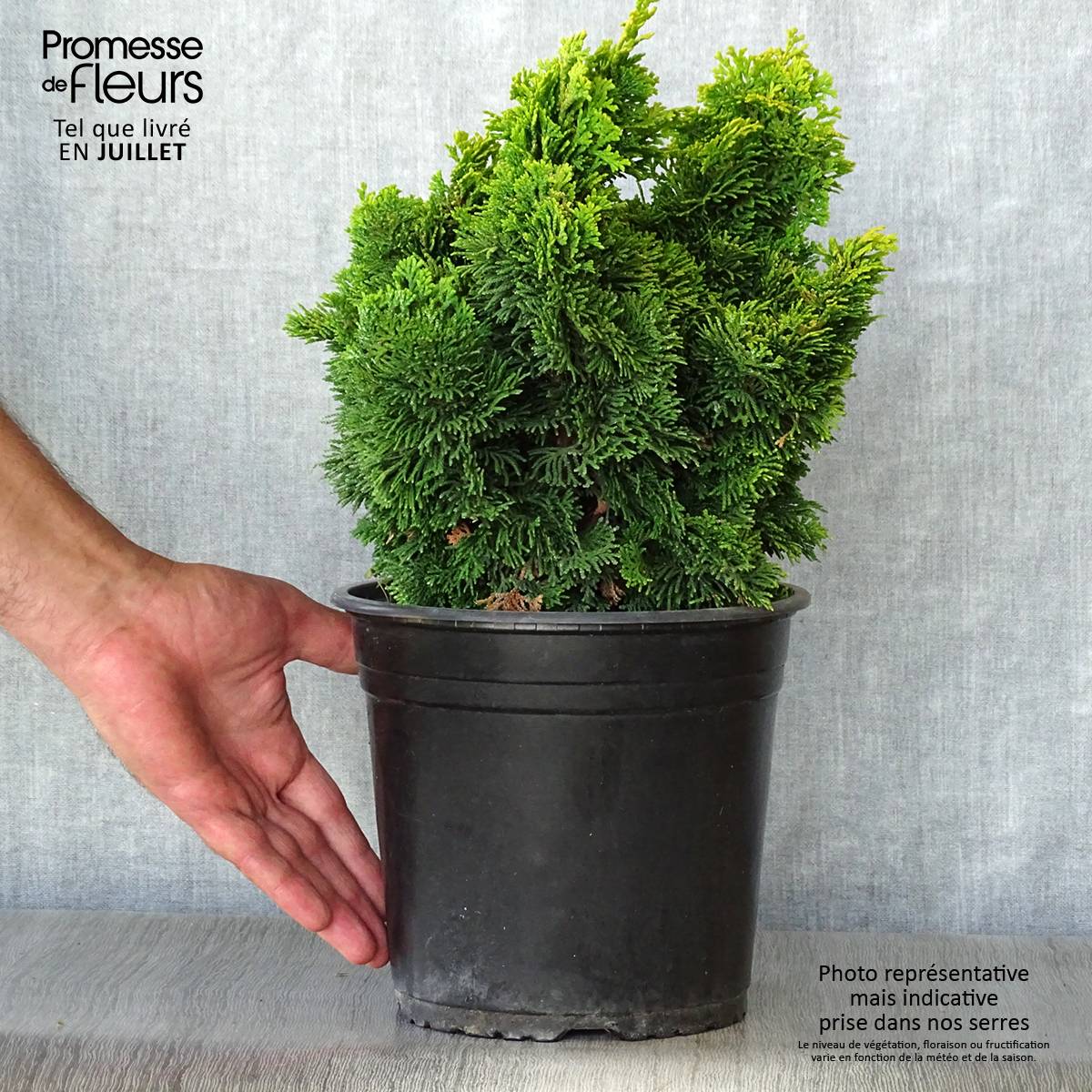 Promesse de Fleurs - Chamaecyparis obtusa Aurora - Faux cyprès hinoki du Japon nain Pot de 4L/5L - Image 2
