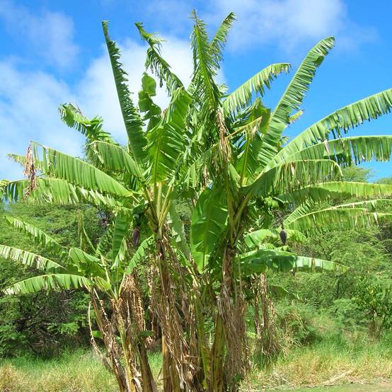 Musa itinerans Mekong Giant - Bananier voyageur Pot de 2L/3L