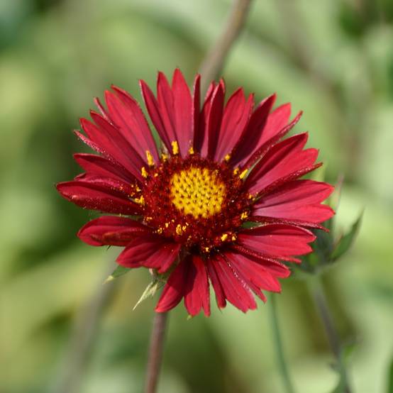 Gaillarde Bourgogne (Burgunder) Godet de 7/8 cm
