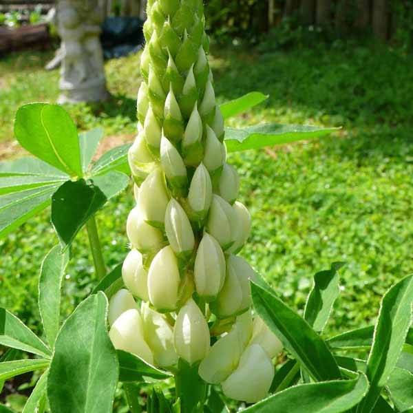 Lupin La Demoiselle (Noble Maiden) blanc Godet de 7/8 cm