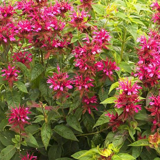 Monarde Dancing Bird - Thé d'Oswego Dancing Bird - Monarda 'Allmobird' DANCING BIRD Godet de 8/9 cm