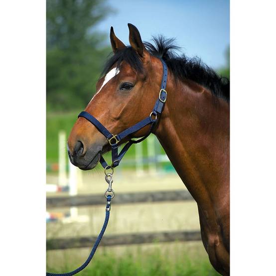 Norton - Licol nylon marron doublé cuir pour cheval - Image 2