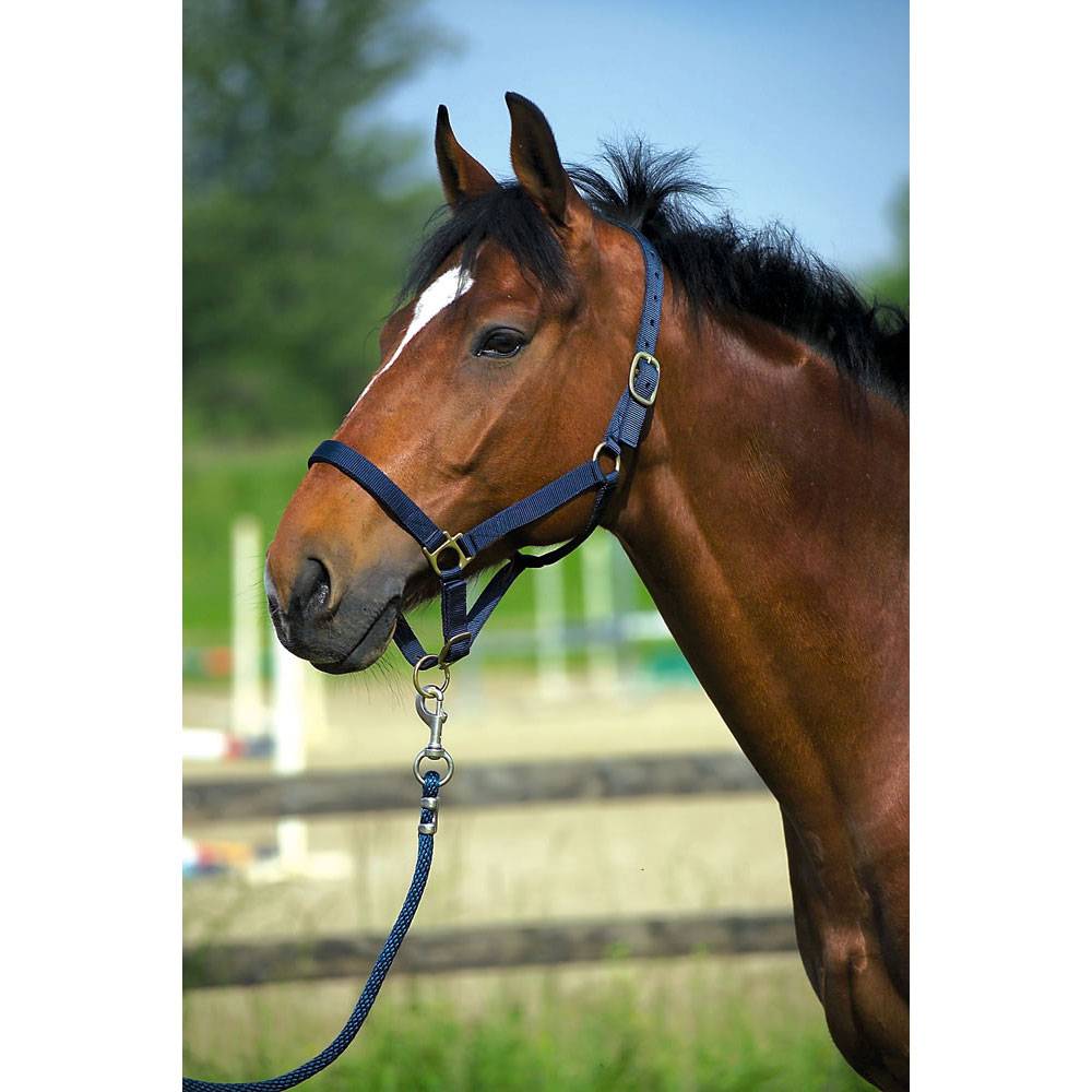 Norton - Licol nylon marron doublé cuir pour cheval - Image 2