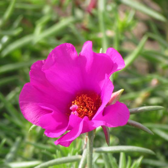 Graines de pourpier à grandes fleurs Single Ruby - Portulaca grandiflora le sachet de 2800 graines environ (0,3g)
