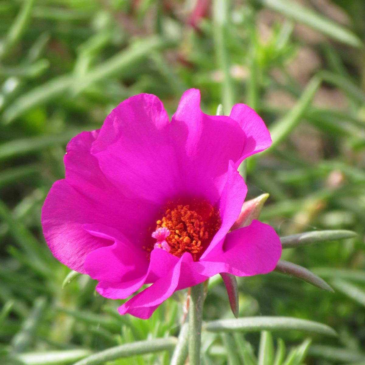 Graines de pourpier à grandes fleurs Single Ruby - Portulaca grandiflora le sachet de 2800 graines environ (0,3g)