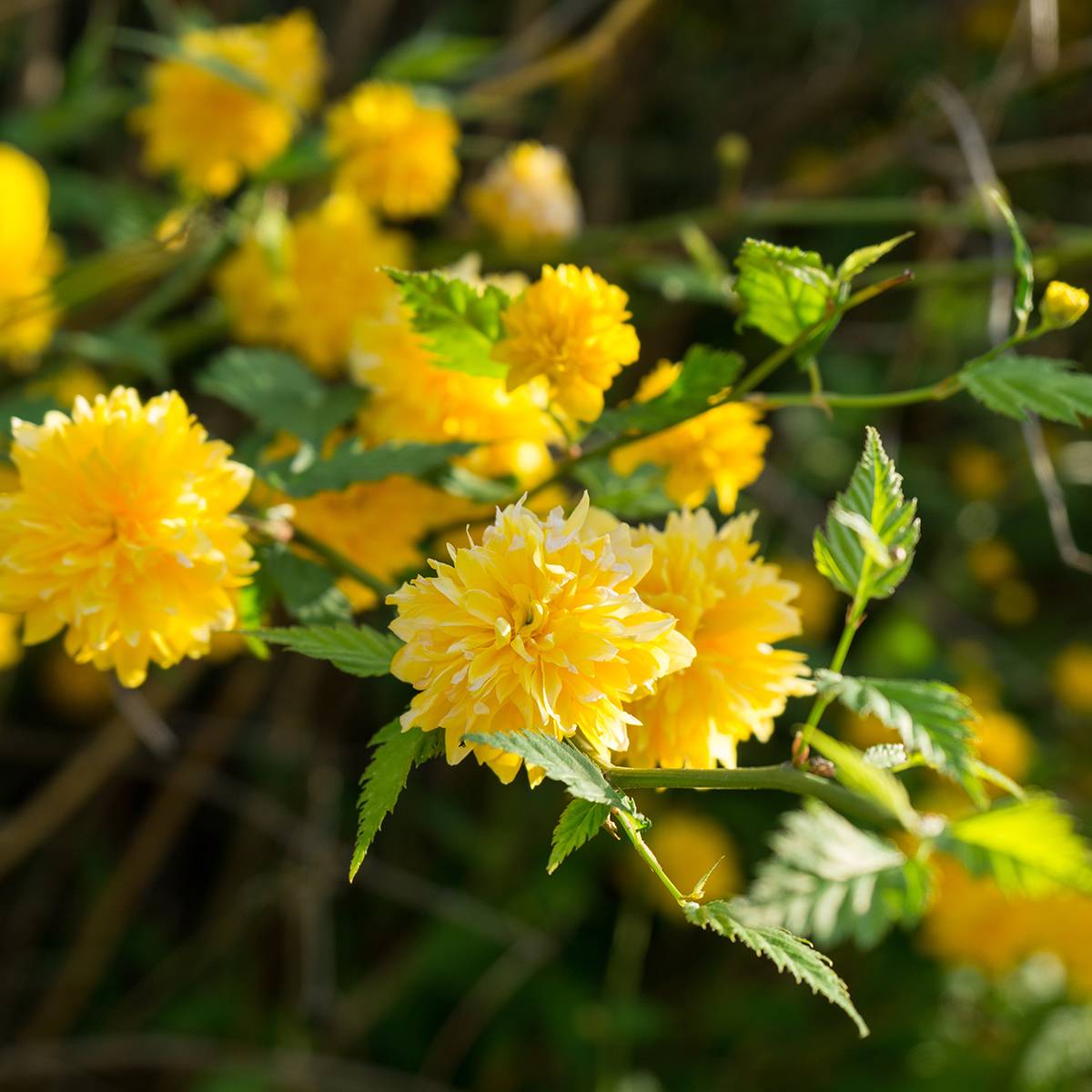 Promesse de Fleurs - Kerria Japonica 'Pleniflora' Pot de 2L/3L