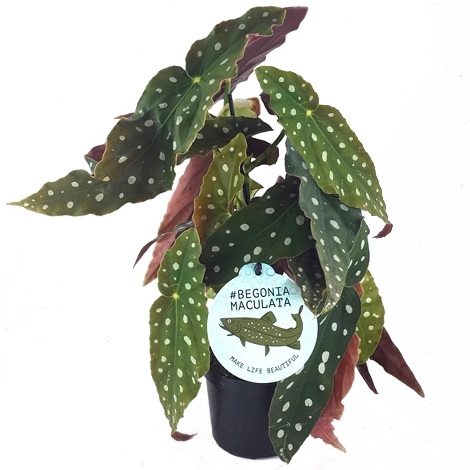 Gardenersdream - 20-30 Cm Begonia Maculé | Plante D’Intérieur Impressionnante Supérieure | Cadeaux Plantes - GardenersDream - Image 1