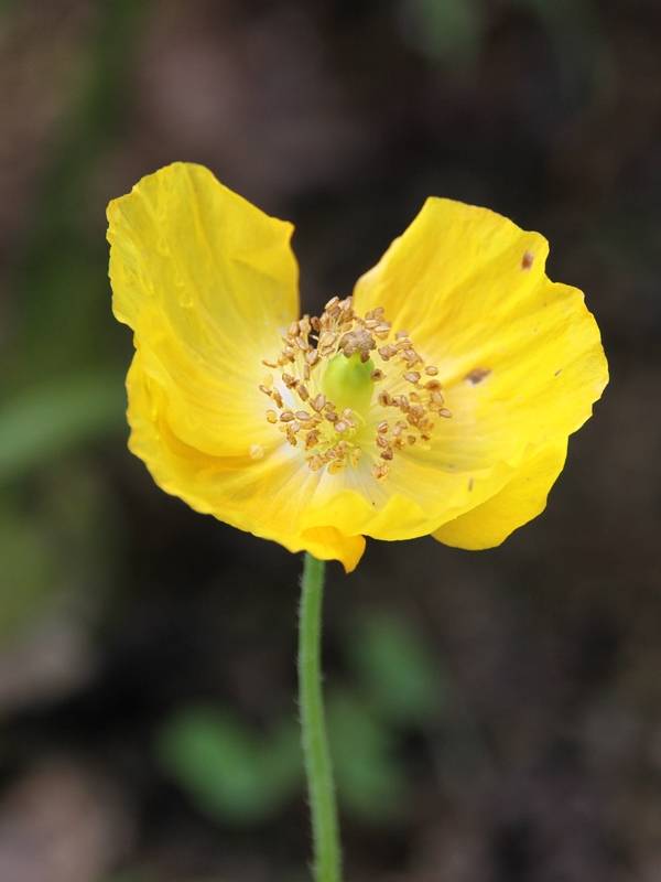 Promesse de Fleurs - Pavot du Pays de Galles - Meconopsis cambrica Godet de 8/9 cm
