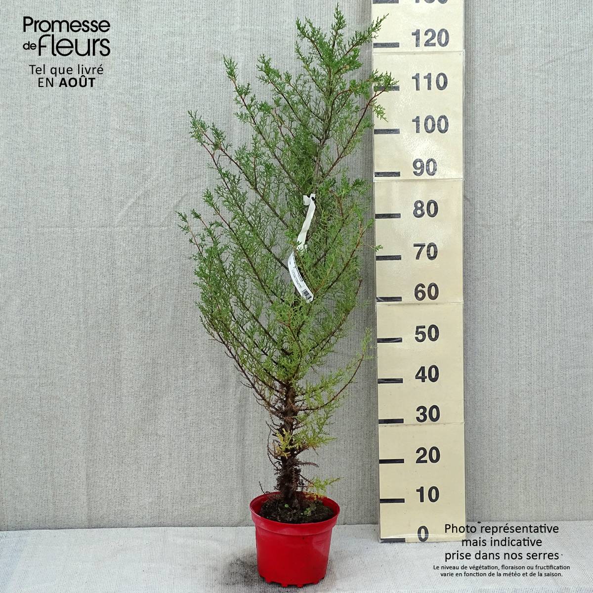 Cupressus macrocarpa - Cyprès de Lambert  Pot de 2L/3L - Image 2