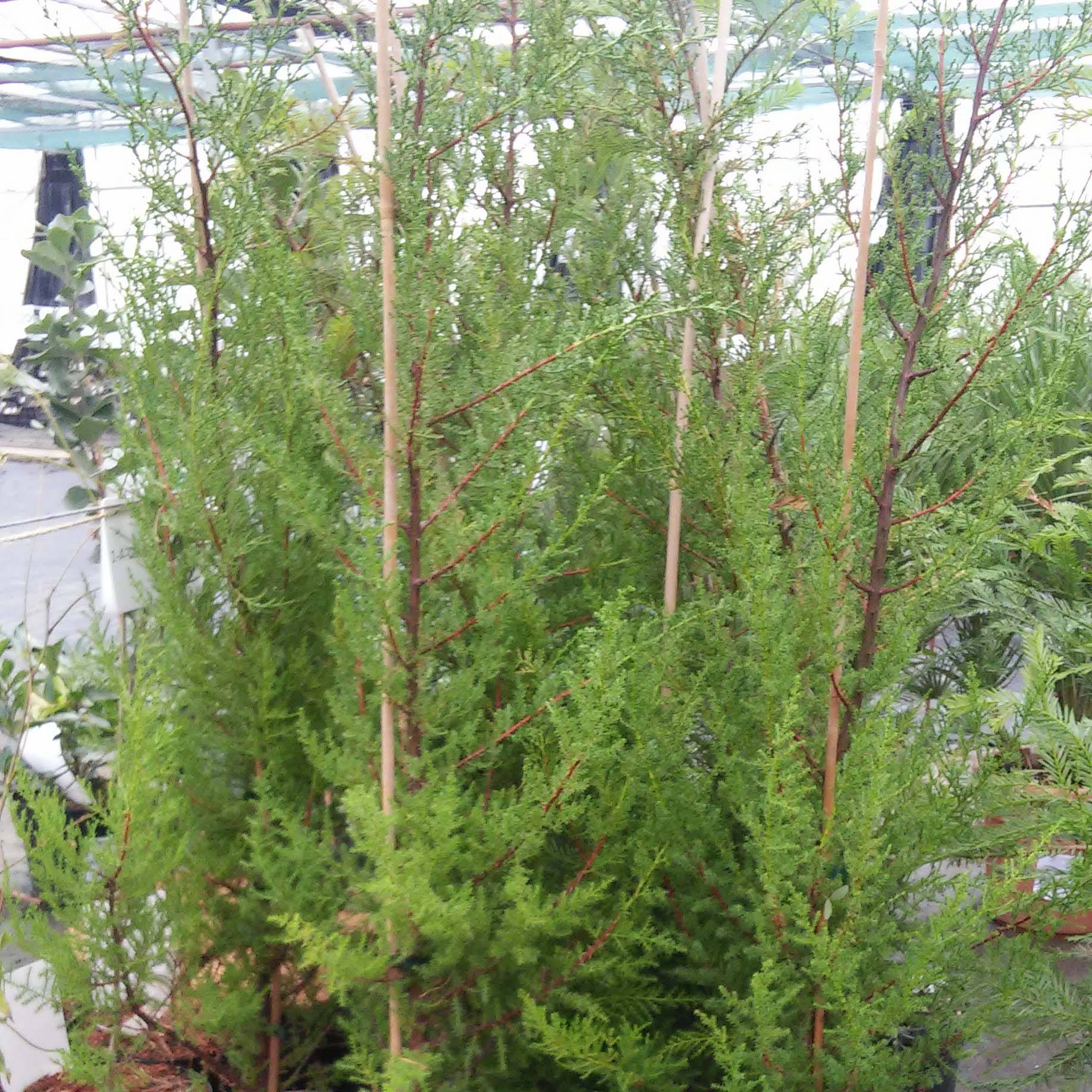 Cupressus macrocarpa - Cyprès de Lambert  Pot de 2L/3L