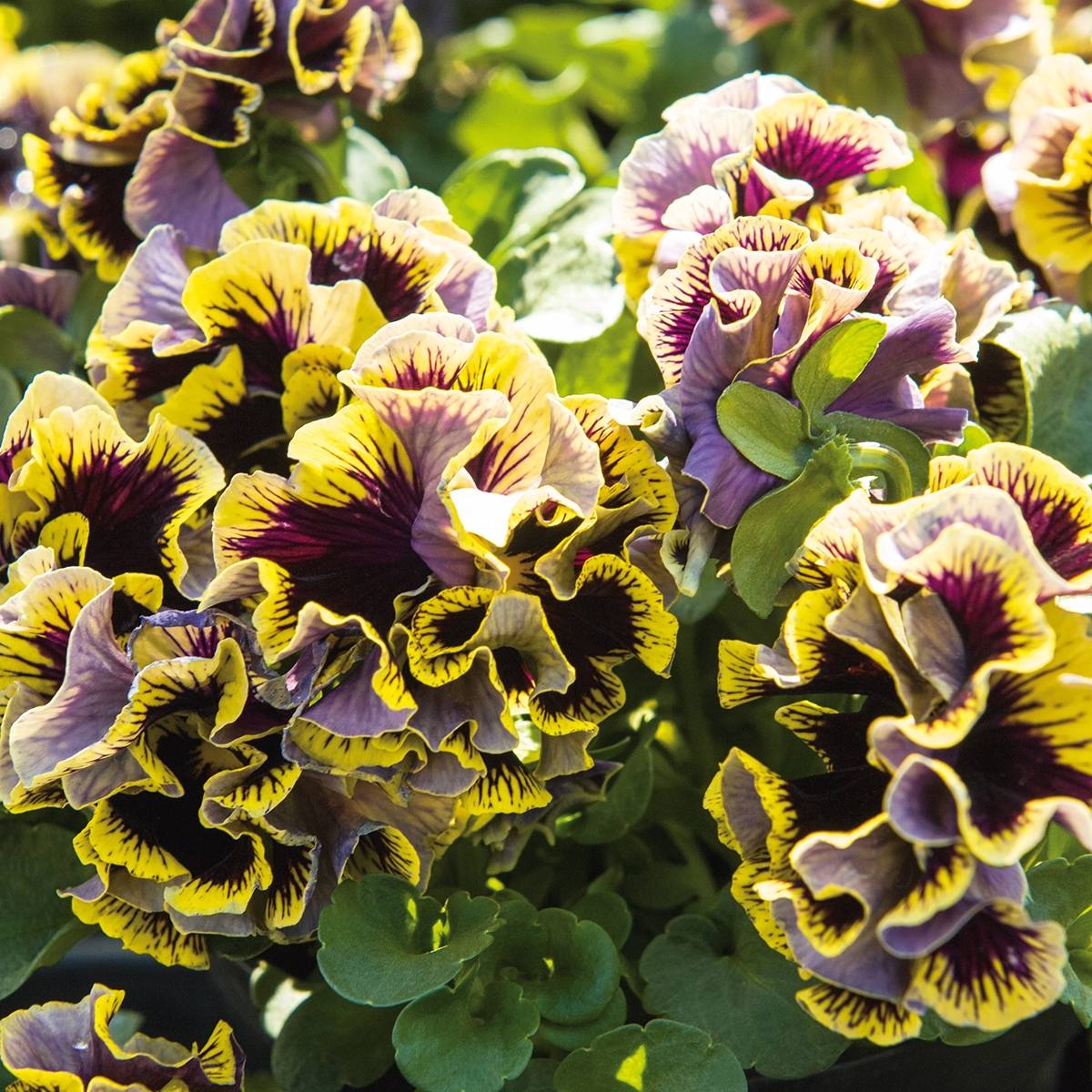 Promesse de Fleurs - Pensée à grandes fleurs doubles Ruffles Dark Heart - Viola (x) wittrockiana Mini-motte Ø 1,5/2,5 cm (par 3)