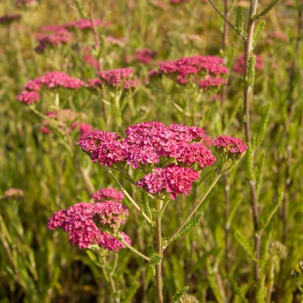 Promesse de Fleurs - Achillée millefolium Velours Godet de 8/9 cm