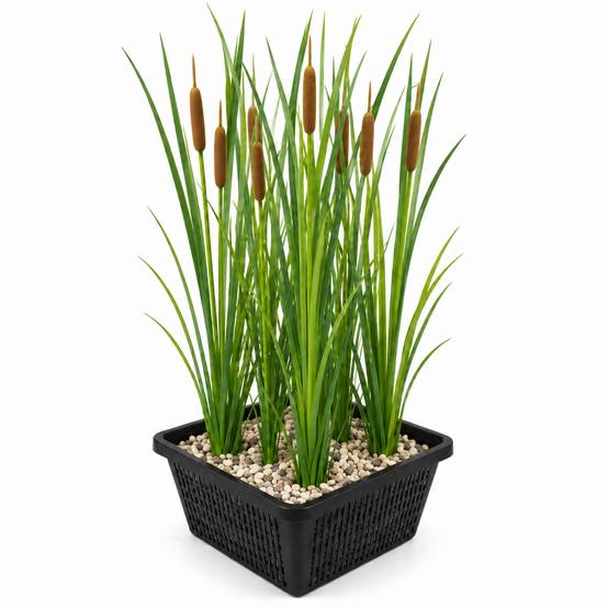 Massette à feuilles étroites - Typha angustifolia - Image 1