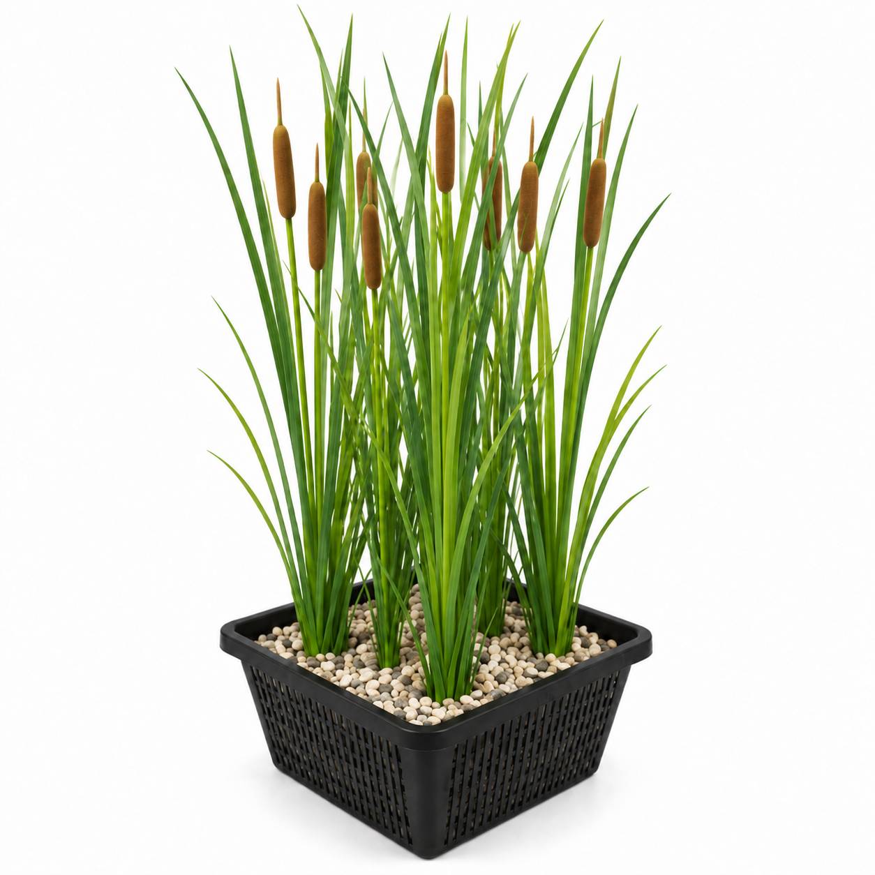 Massette à feuilles étroites - Typha angustifolia - Image 1
