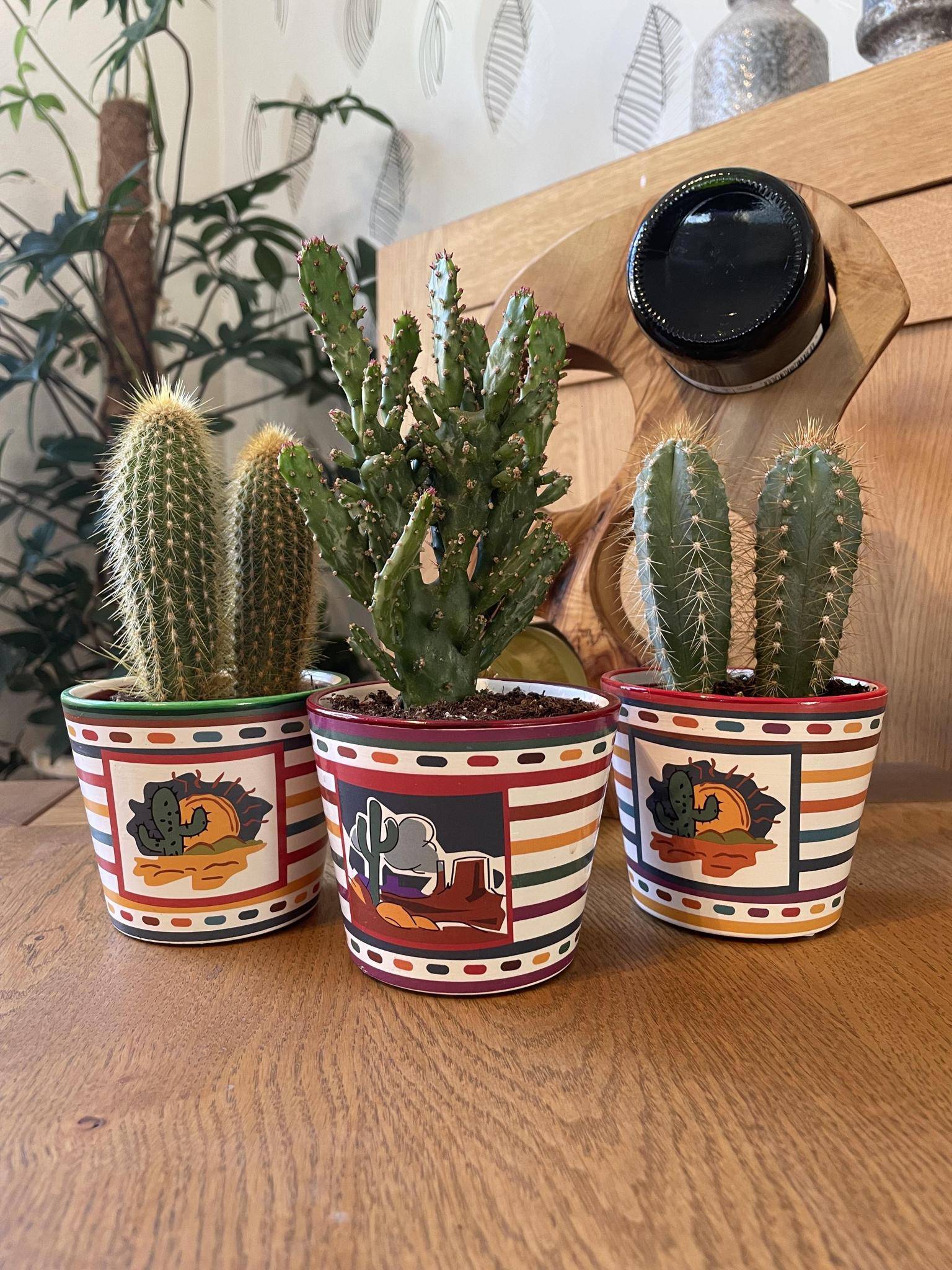 Trio de Cactus Mexicains- La Green Touch - Image 2