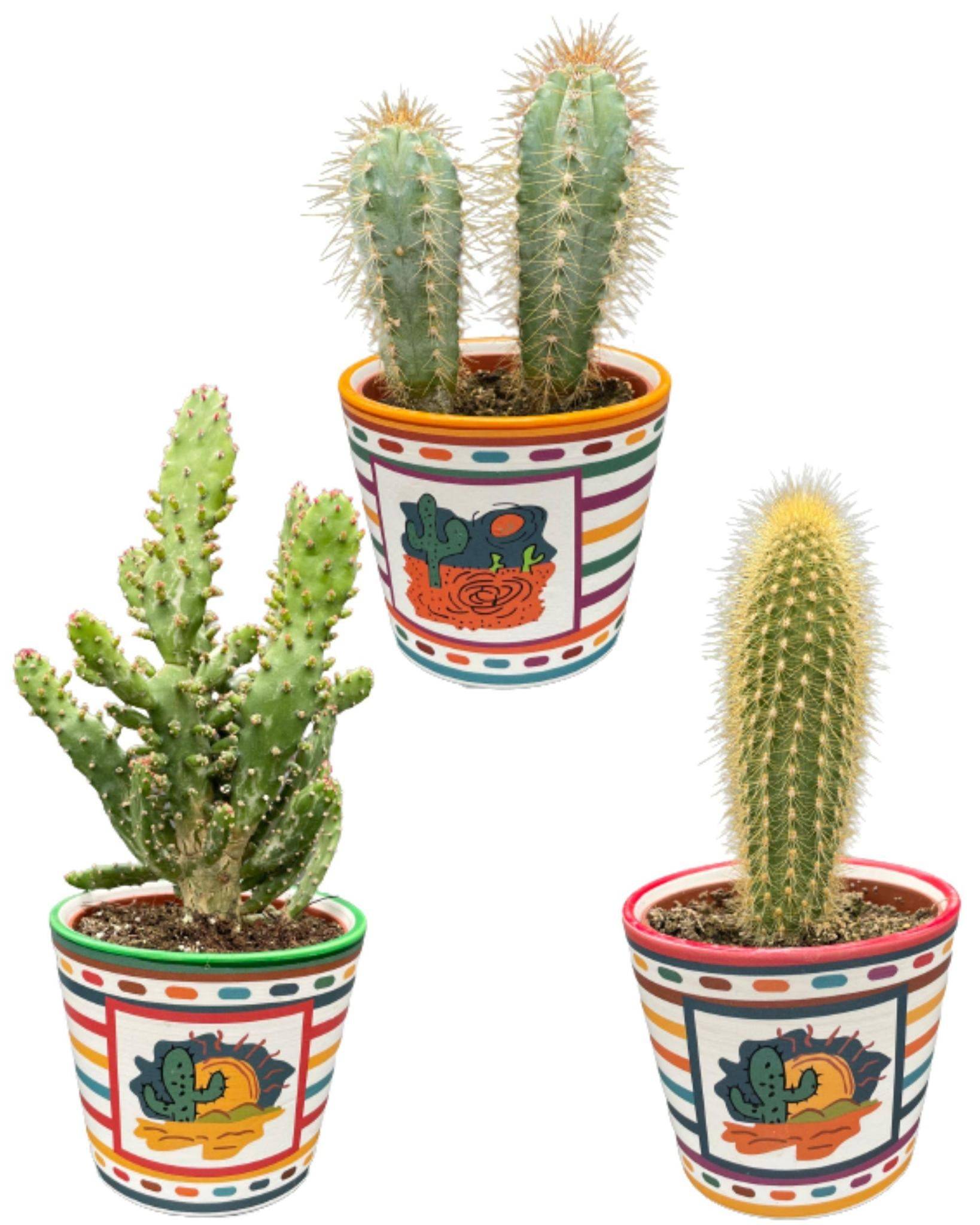 Trio de Cactus Mexicains- La Green Touch - Image 1